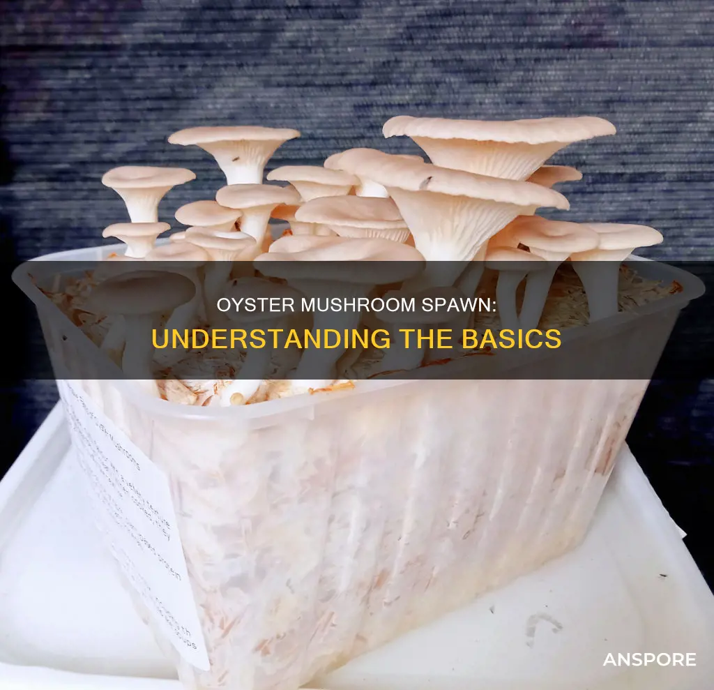what is oyster mushroom spawn