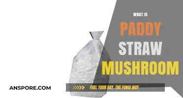 Paddy Straw Mushrooms: Nature's Delicious Delicacy