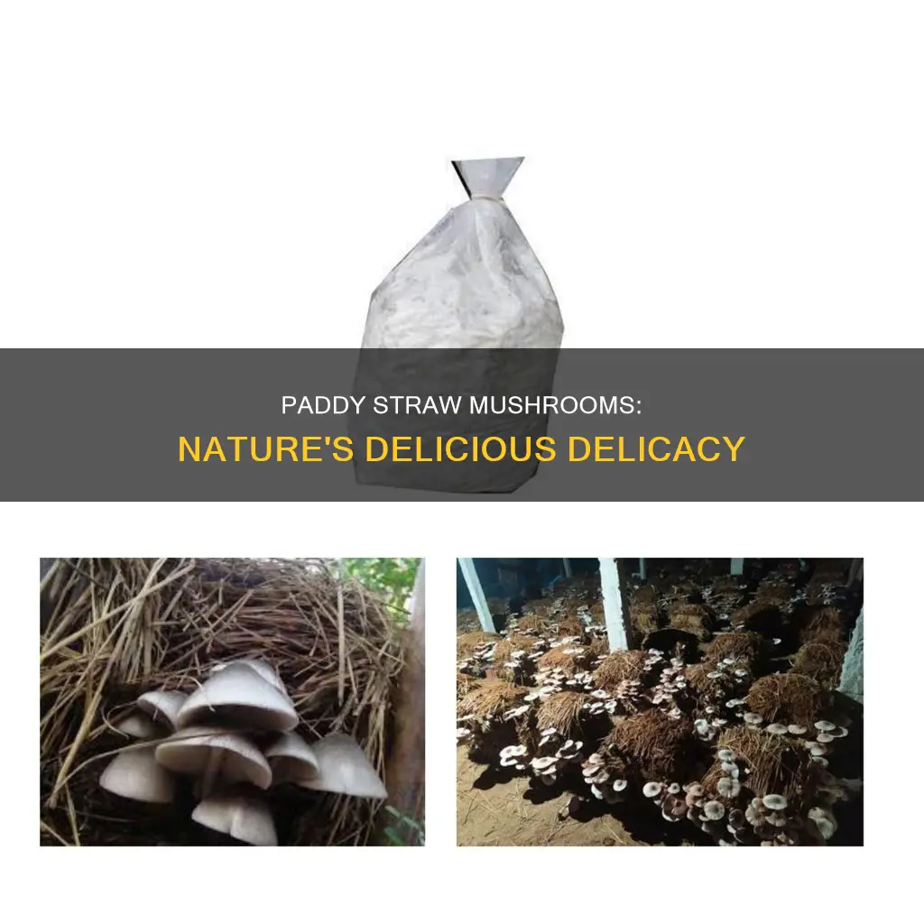what is paddy straw mushroom