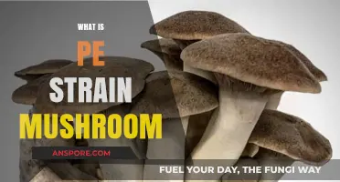 The Magic of PE Strain Mushrooms