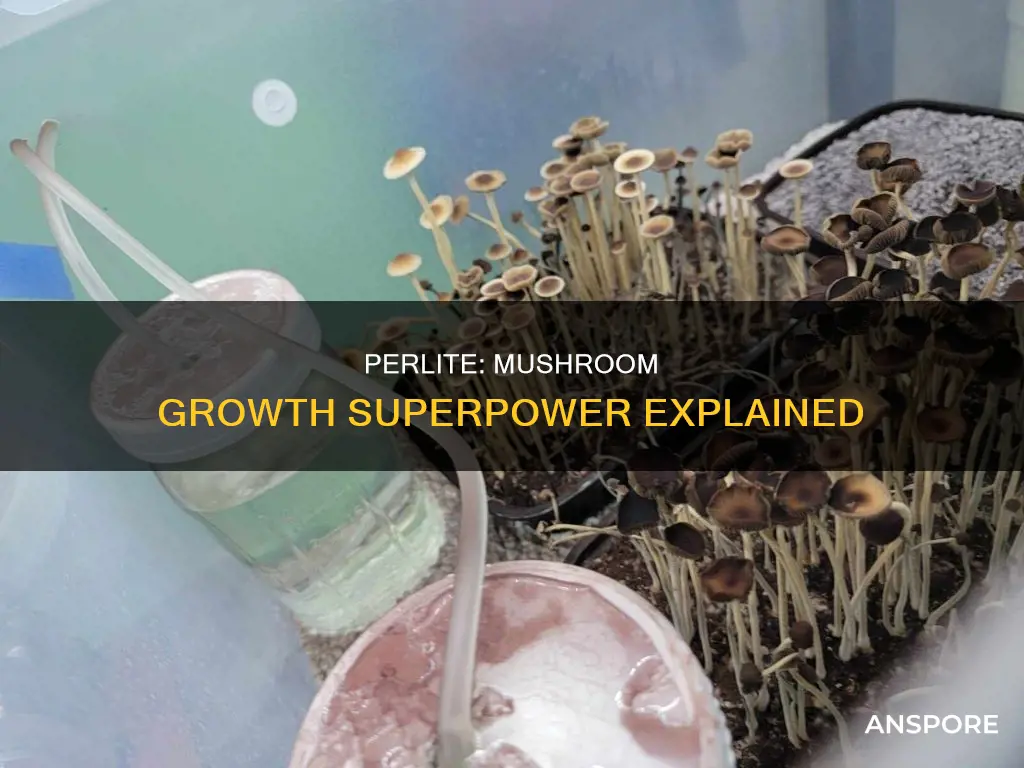 what is perlite for mushrooms