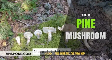 Pine Mushrooms: Nature's Golden Delicacy