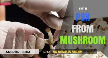 Mushroom Magic: Unlocking the Power of PSK
