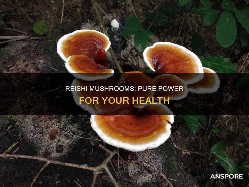 what is pure reishi mushroom