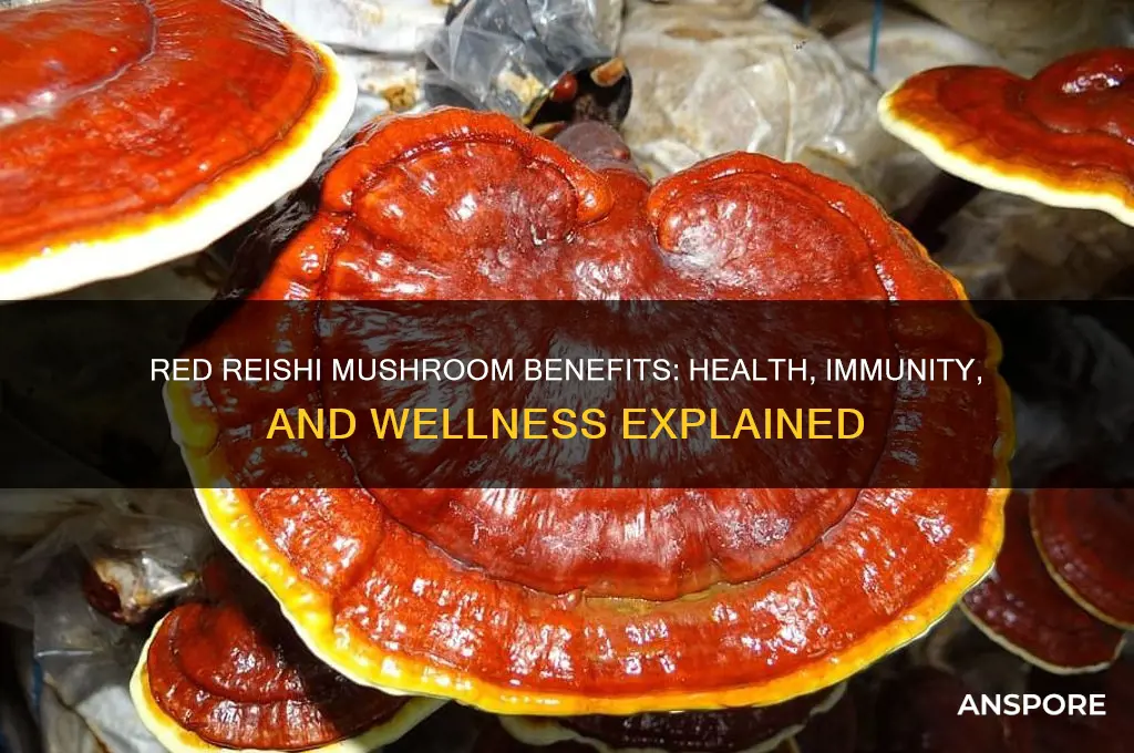 what is red reishi mushroom good for