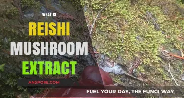 Reishi Mushroom Extract: Ancient Superfood