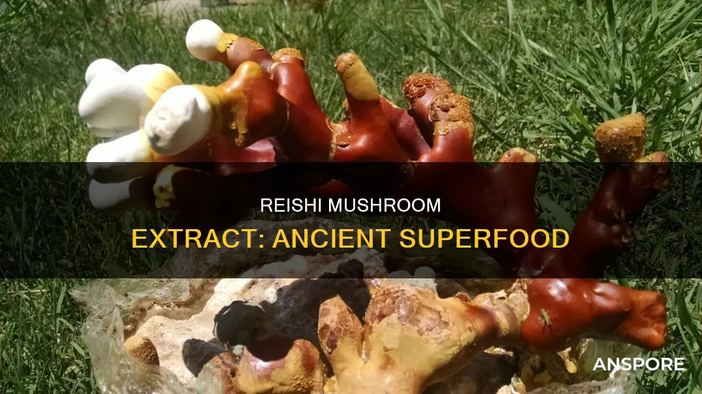 what is reishi mushroom extract