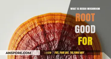 Reishi Mushroom Root Benefits: Health, Immunity, and Wellness Explained