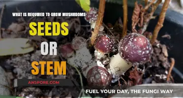 Mushroom Cultivation Essentials: Seeds or Stems for Successful Growth