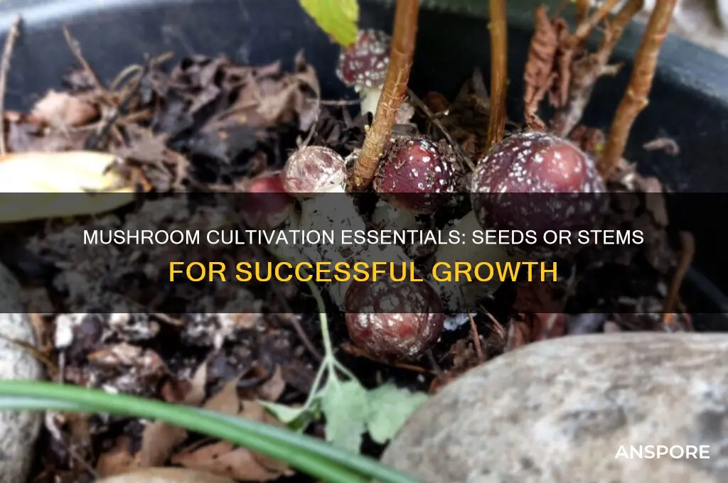 what is required to grow mushrooms seeds or stem