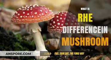 Mushrooms: Understanding the Intricate Differences