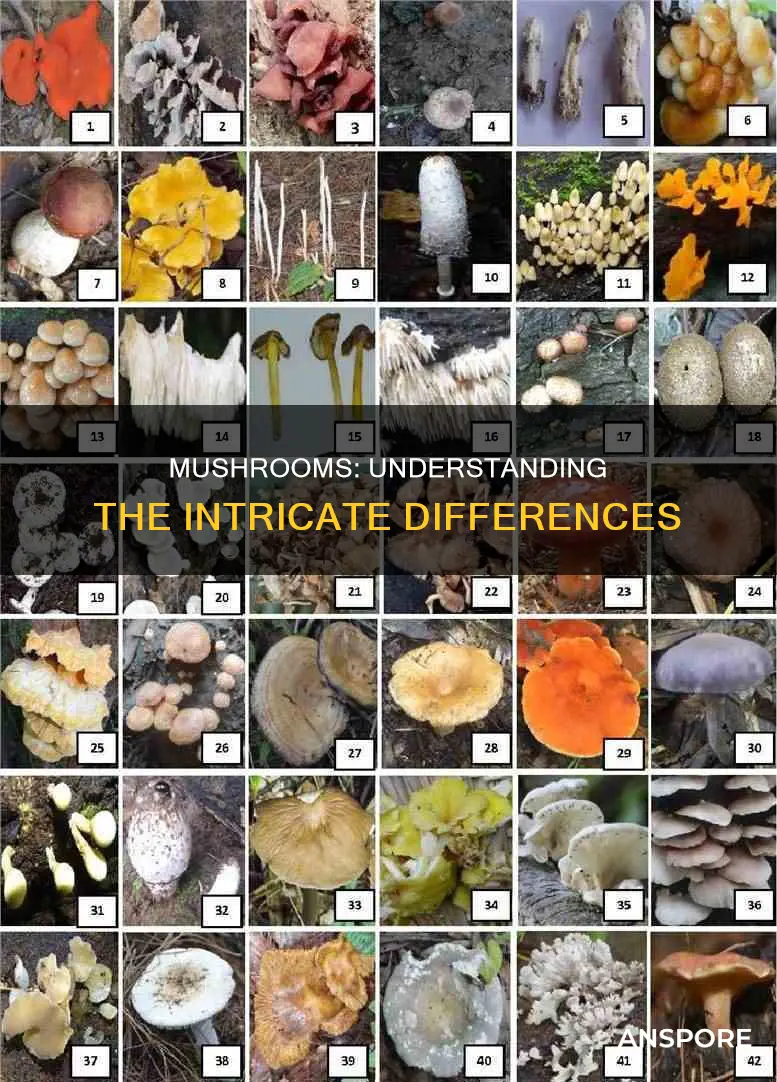 what is rhe differencein mushrooms