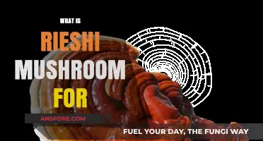 Reishi Mushrooms: Ancient Medicine for Modern Wellness