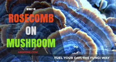 Rose Comb Feature: What Mushrooms Have It?