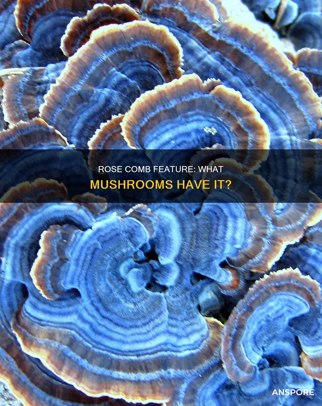 what is rosecomb on mushroom