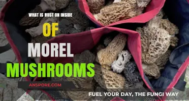Understanding Rust Inside Morel Mushrooms: Causes, Safety, and Identification Tips