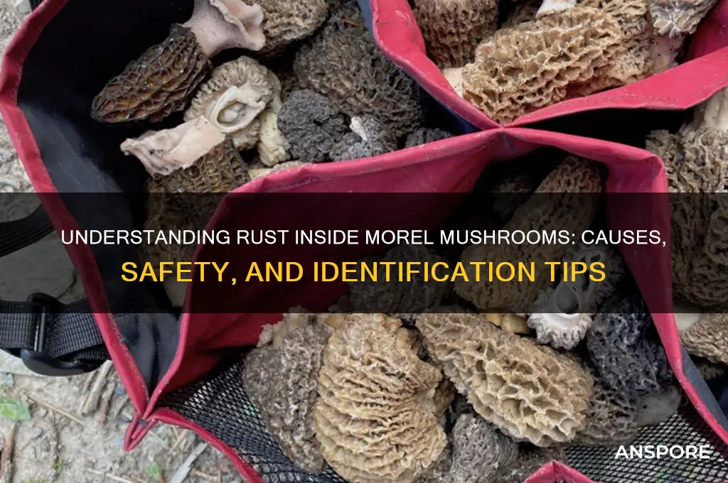 what is rust on inside of morel mushrooms