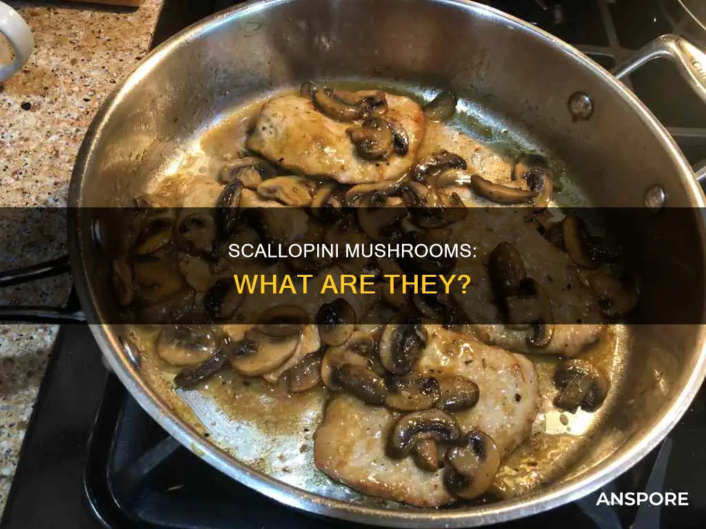 what is scallopini mushrooms