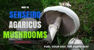 The Ultimate Guide to Senseiro Agaricus Mushrooms