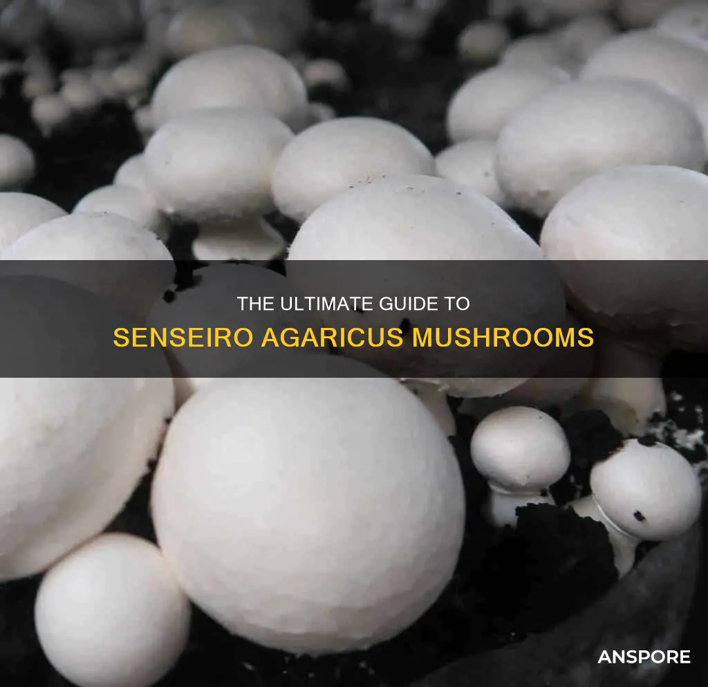 what is senseiro agaricus mushrooms