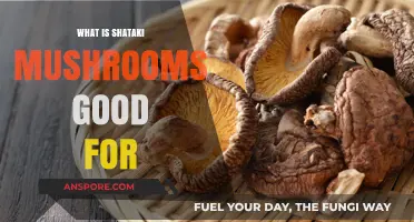 Shataki Mushrooms: Health Benefits, Uses, and Nutritional Value Explained