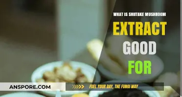 Shiitake Mushroom Extract Benefits: Health, Immunity, and Wellness Explained