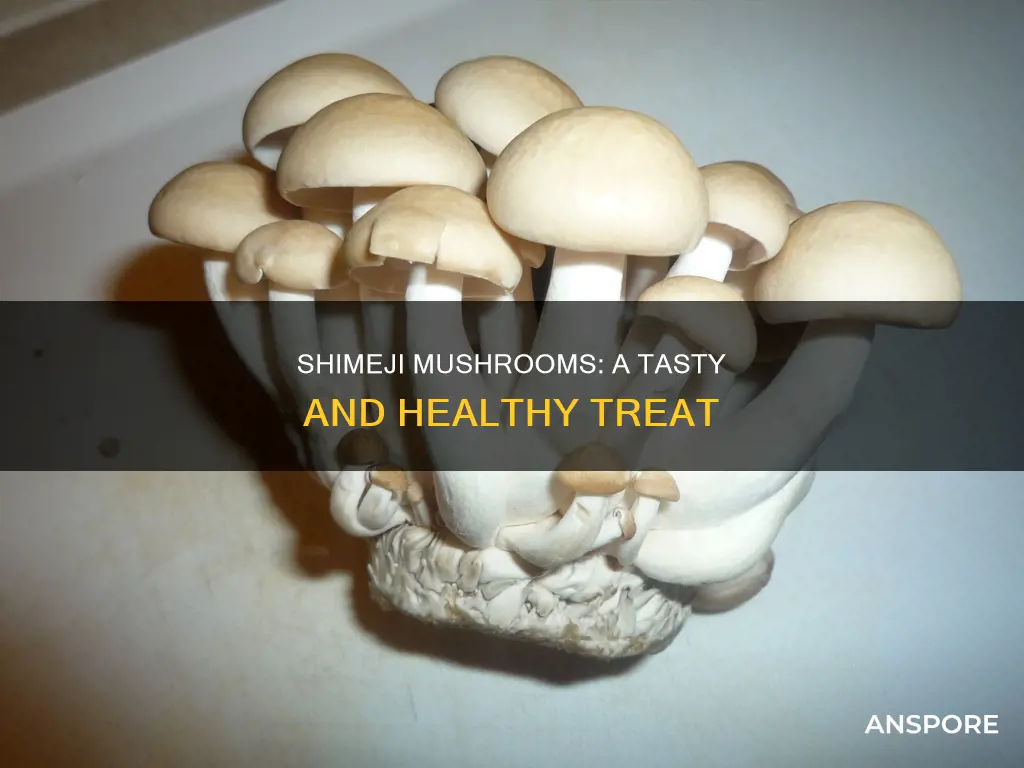 what is shimeji mushroom