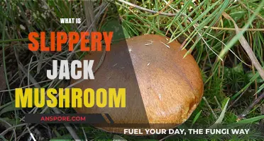 Slippery Jack Mushrooms: Nature's Slime Fest