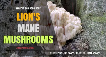 Lion's Mane Mushrooms: Unlocking Cognitive Health and Wellness Benefits