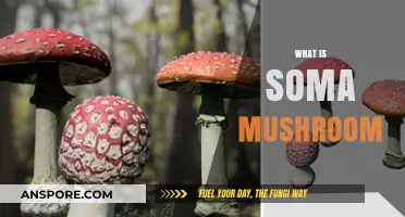 Soma Mushroom: Ancient Sacred Plant Medicine