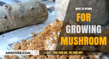Understanding Spawn: The Essential Medium for Growing Mushrooms at Home
