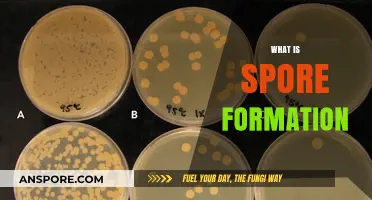 Understanding Spore Formation: A Survival Mechanism in Microorganisms