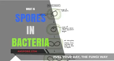 Understanding Bacterial Spores: Formation, Function, and Survival Mechanisms