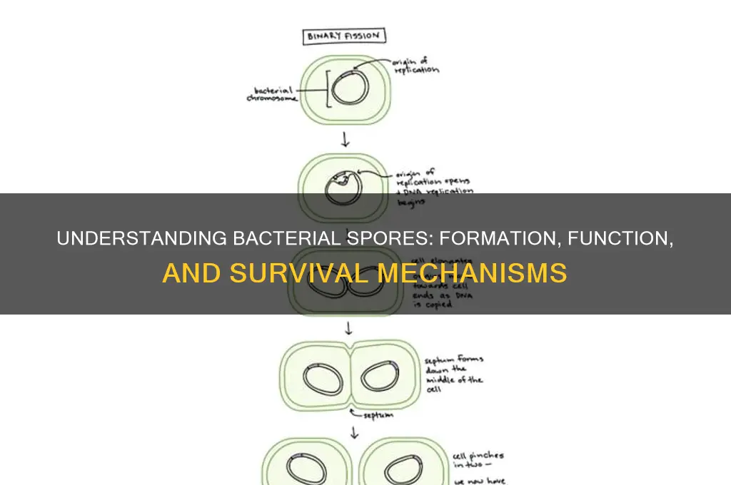 what is spores in bacteria