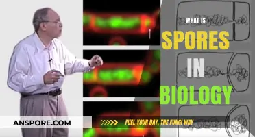 Understanding Spores: Biology's Tiny Survival Masters Explained Simply