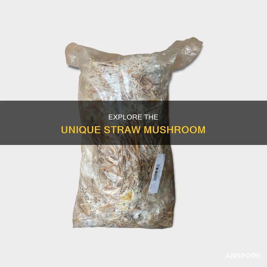 what is straw mushroom