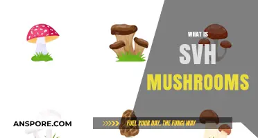 The Magic of SVH Mushrooms: Nature's Superfood
