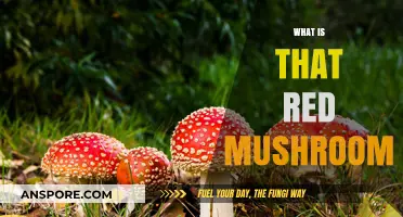 Red Mushroom: What's the Deal?