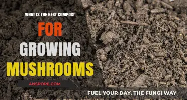 Top Compost Choices for Optimal Mushroom Growth and Yield
