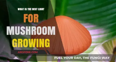 Optimal Lighting for Mushroom Cultivation: Best Light for Growth