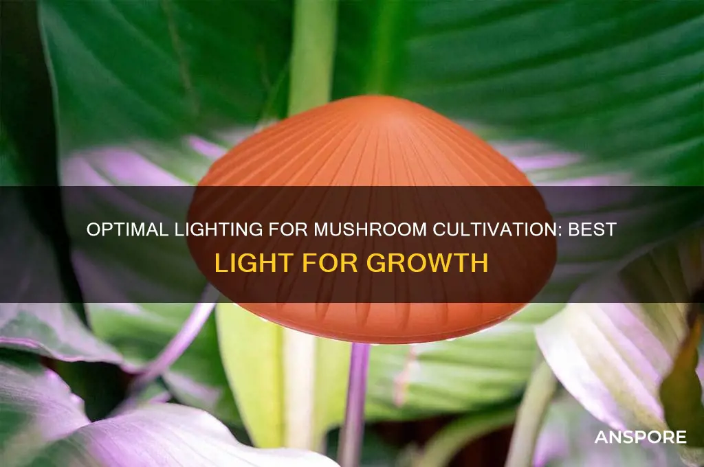 what is the best light for mushroom growing