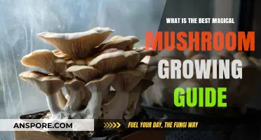 Mastering Magical Mushroom Cultivation: The Ultimate Growing Guide
