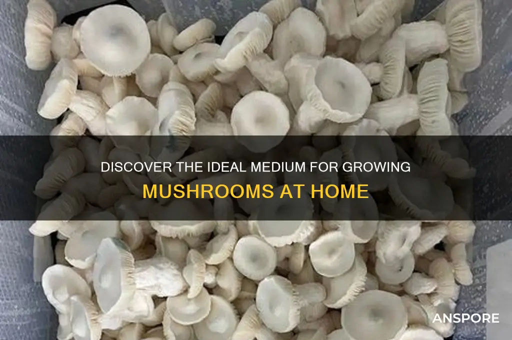 what is the best medium for growing mushrooms