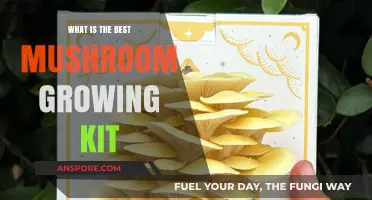 Discover the Top Mushroom Growing Kit for Easy Home Cultivation