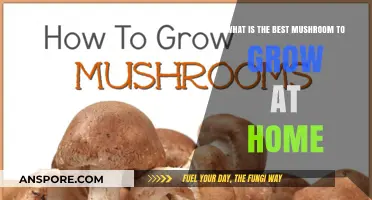 Top Home-Grown Mushrooms: Easy Varieties for Beginners to Cultivate