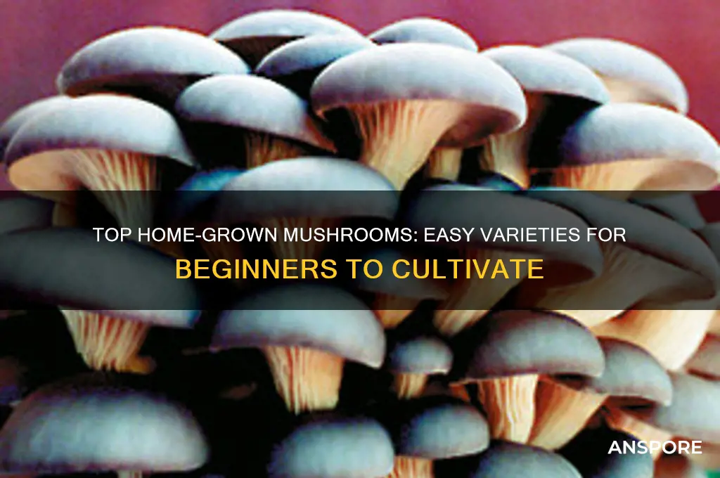 what is the best mushroom to grow at home