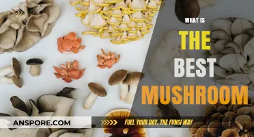 Mushroom Magic: Discovering the Ultimate Variety