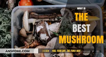 Mushroom Magic: Discovering the Ultimate Varieties