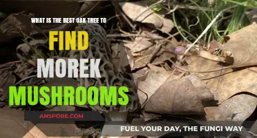 Top Oak Trees for Abundant Morel Mushroom Hunting Success