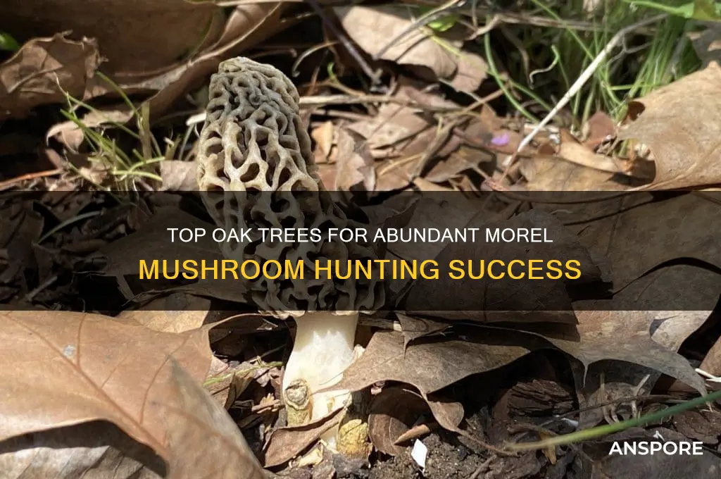 what is the best oak tree to find morek mushrooms